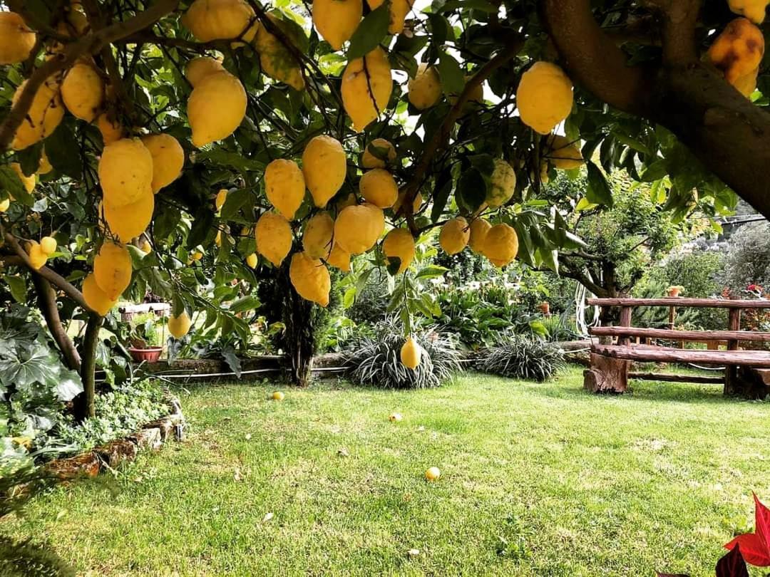 Bed & Breakfast L'angolo Di Campagna Piano di Sorrento